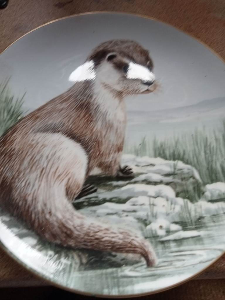 Kevin Platt wildlife in winter