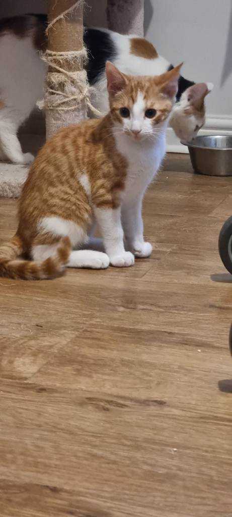 3 month old kitten for sale