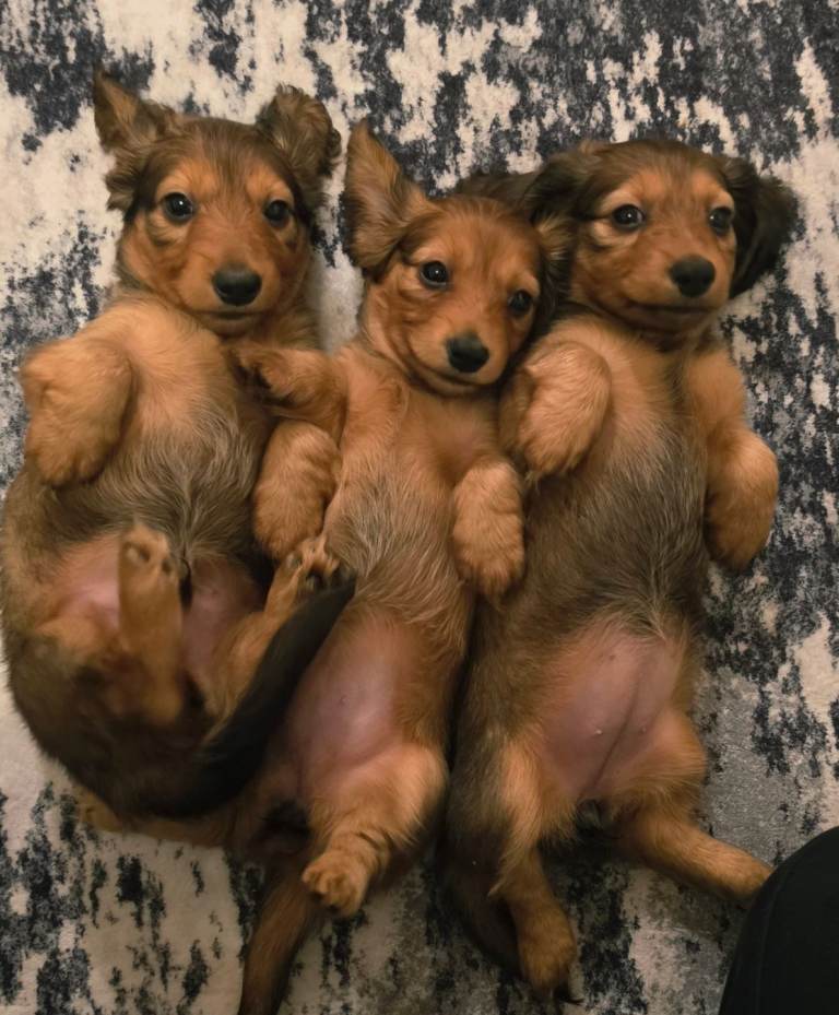 Miniature longhaired dachshunds puppies