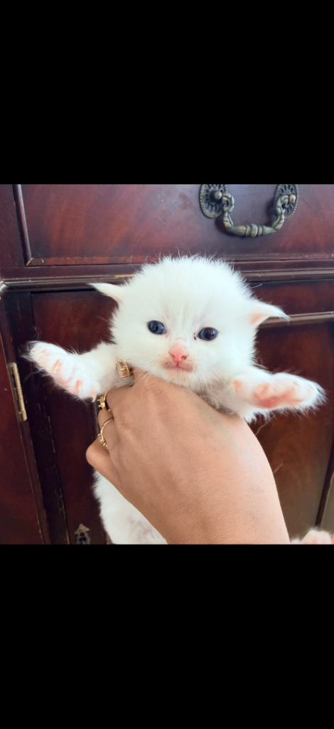 Persian x sh kittens available 