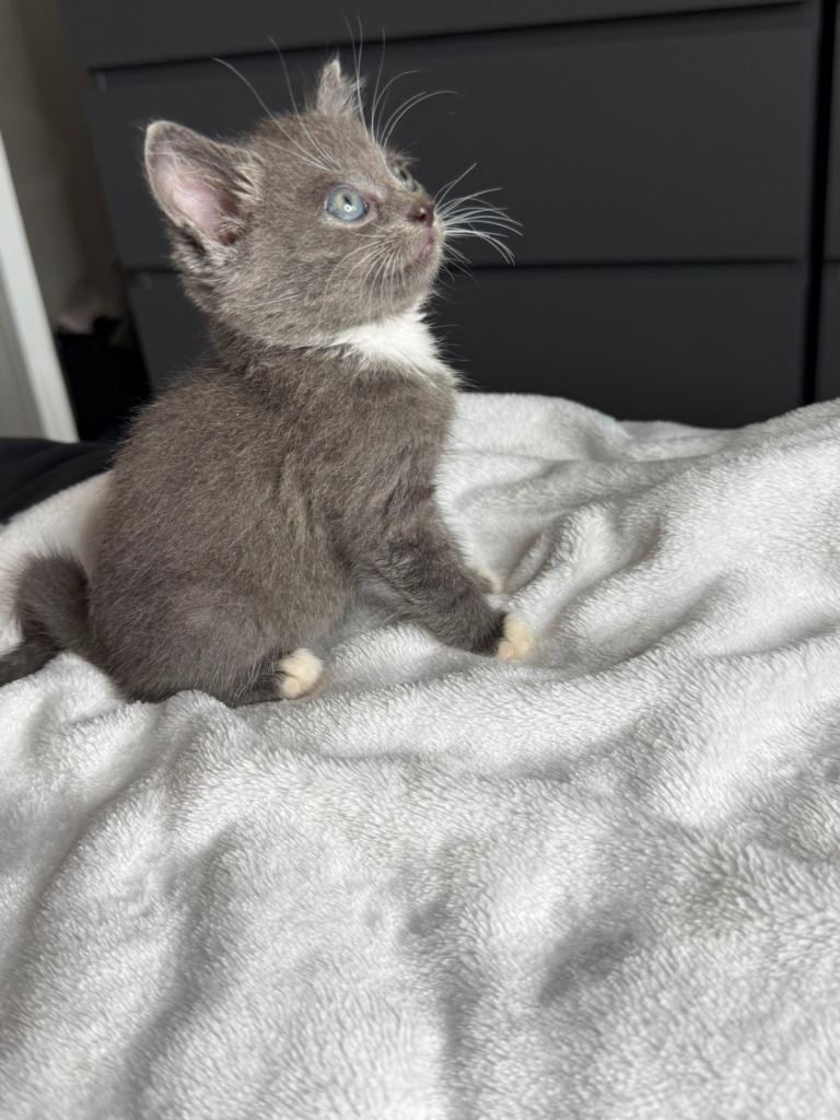 Russian blue kittens left x