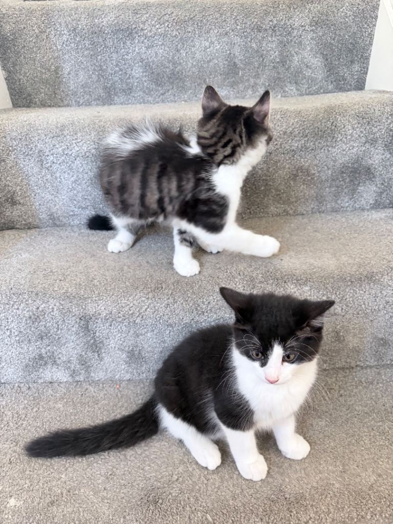 2 boys kittens left, £130 each