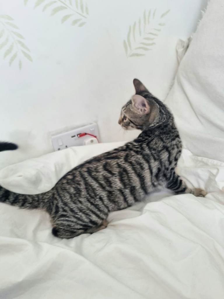 Silver bengal boy looking for home