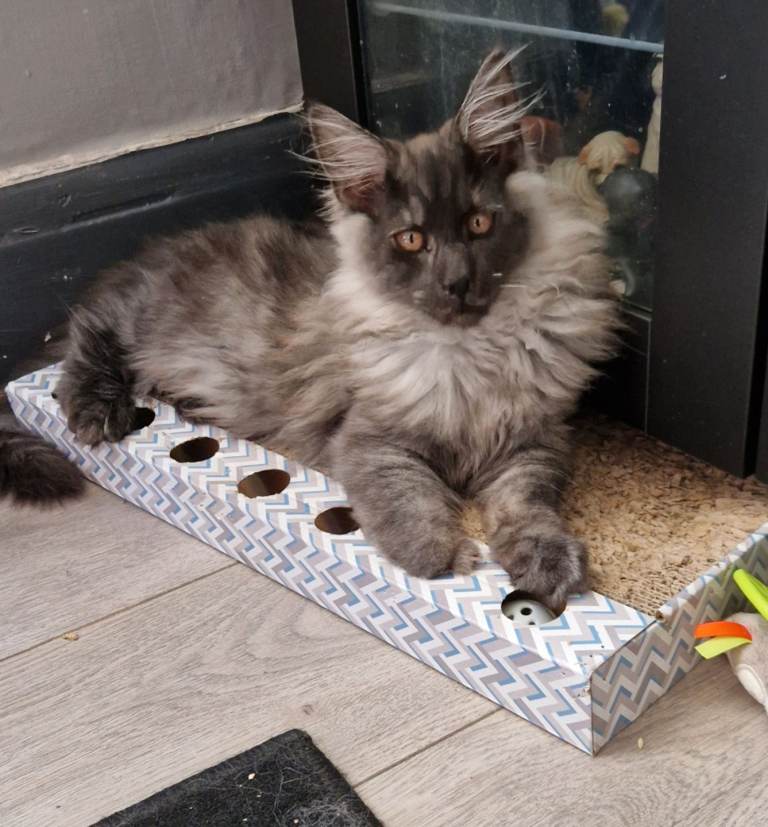 Maine coon kittens m/f available *reduced*