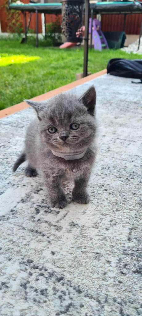 British Shorthair Kittens