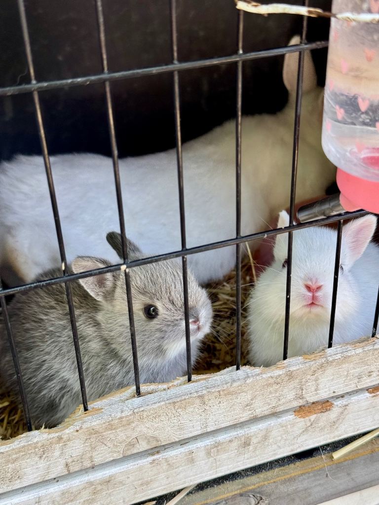baby netherland dwarf bunnies
