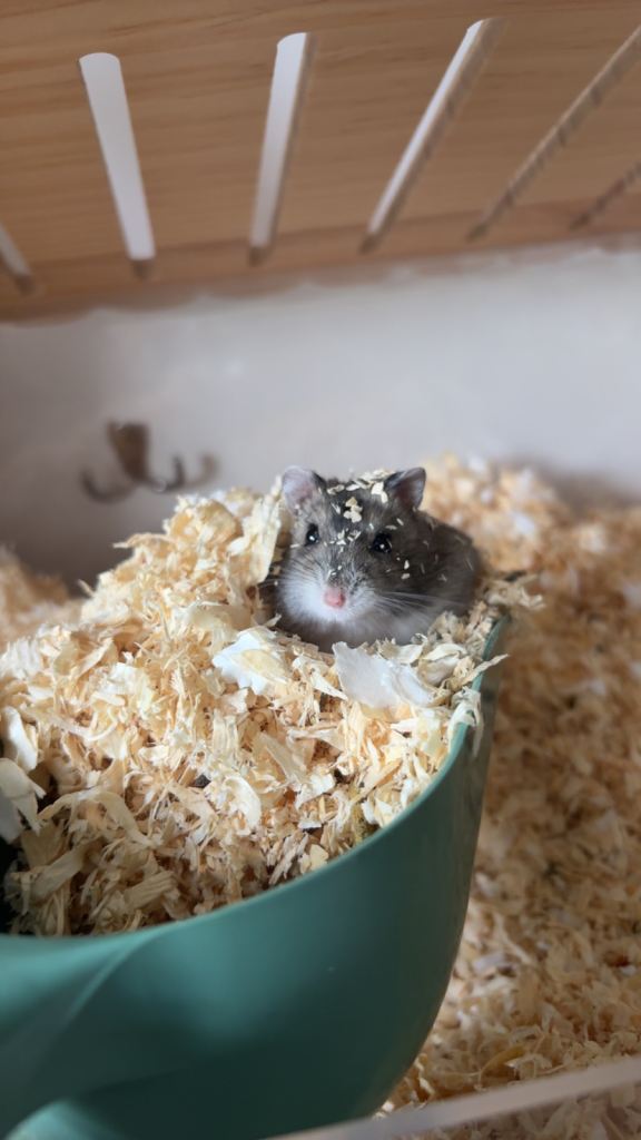 Male Russian Dwarf Hamster 