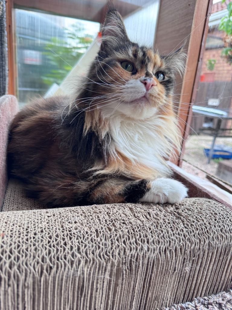 Maine coon female 3 years