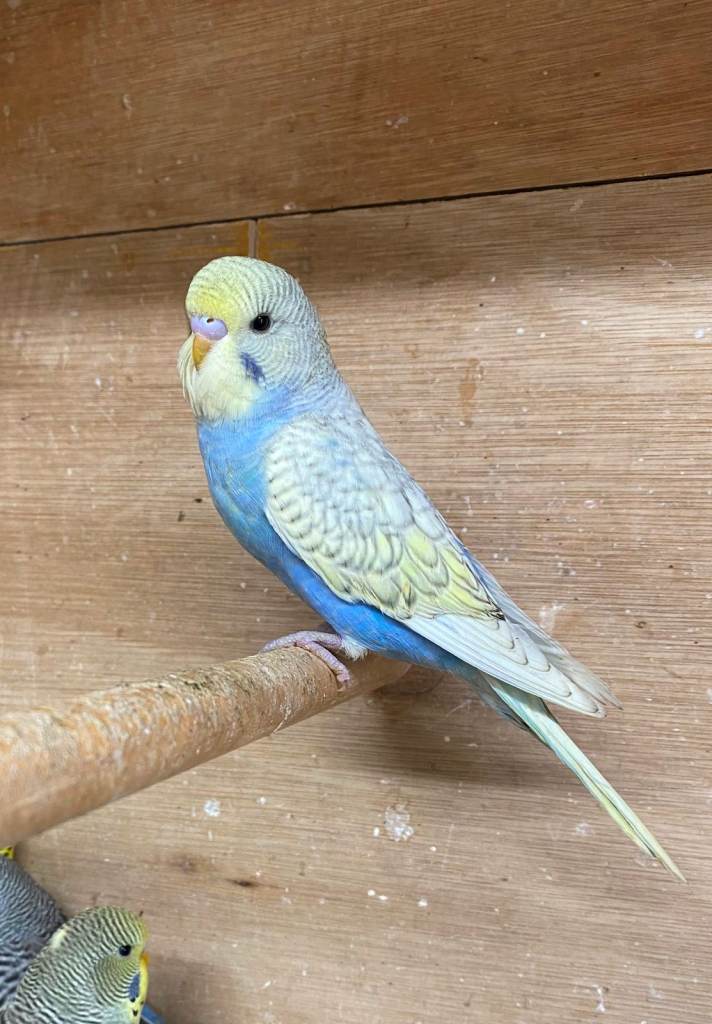Baby Budgies for sale