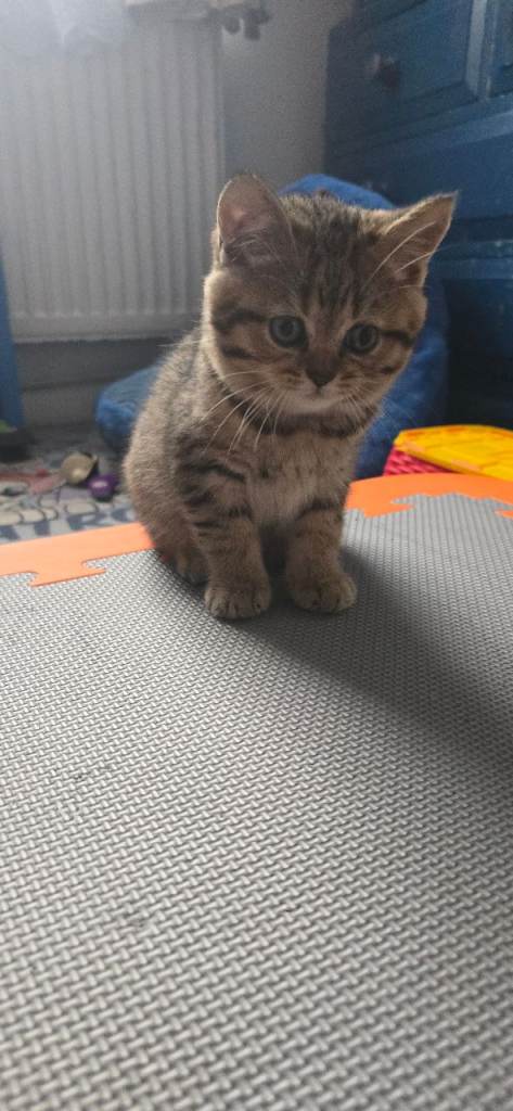 Beautiful British kittens