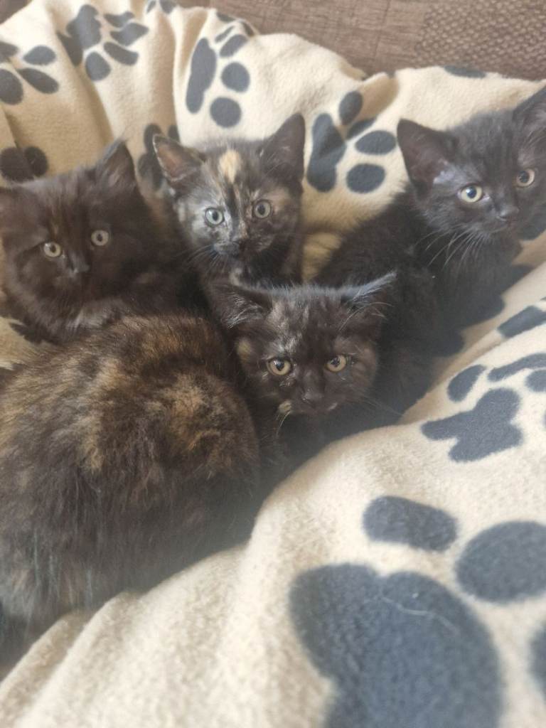 Beautiful kittens 