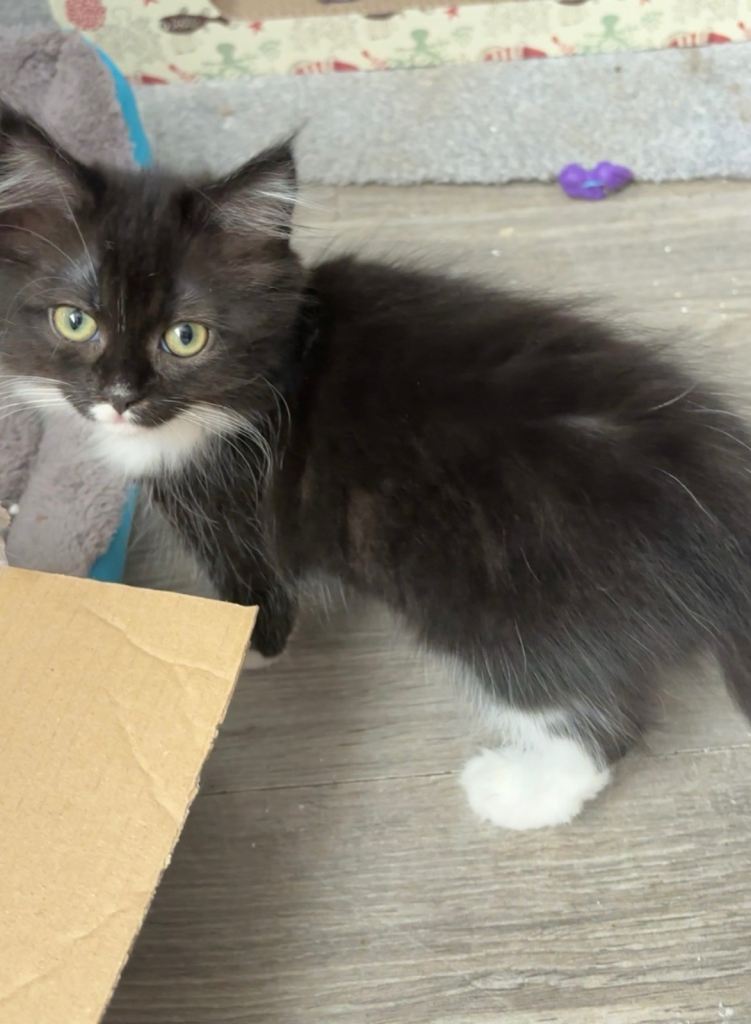 Ragdoll cross kittens 2 available 