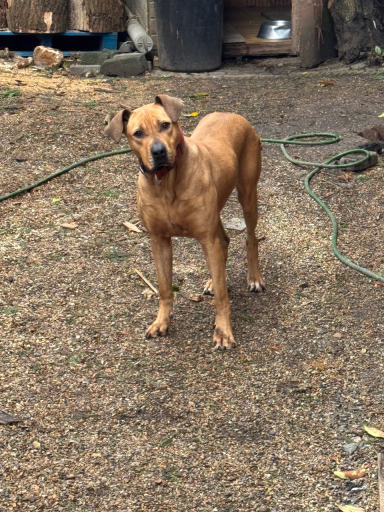 Rhodesian, Ridgeback female