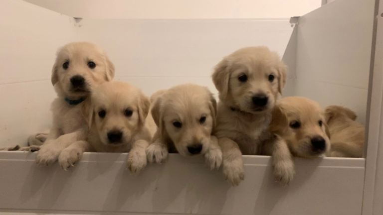 Kc reg golden retriever pups last 4 