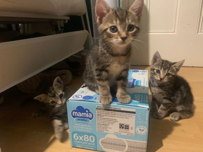 Bengal Cross Kittens