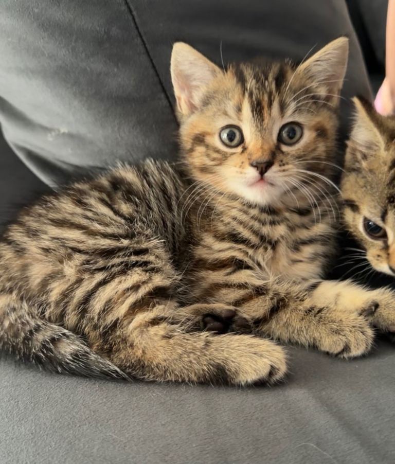 3 Beautiful Kittens For Sale – Ready Now 