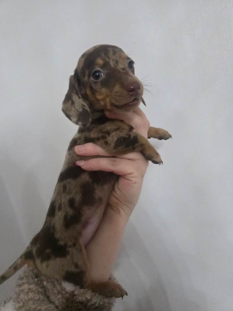 Miniature Dachshund puppies  