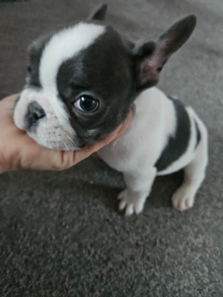 9 week old frenchie KC REGISTERD french bulldog boy 