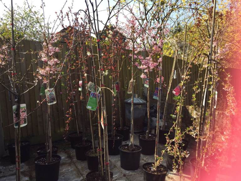 Selling The Most Spectacular collection of Fruit, Blossom Trees Hawthorn, Sorbus, & More.