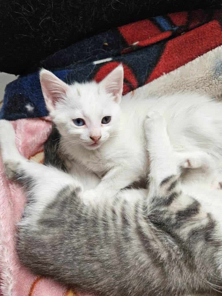White Turkish Angora kittens 😸 