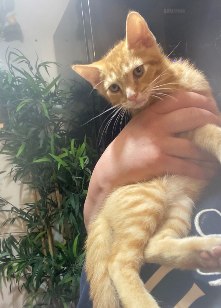 Striped ginger kitten 