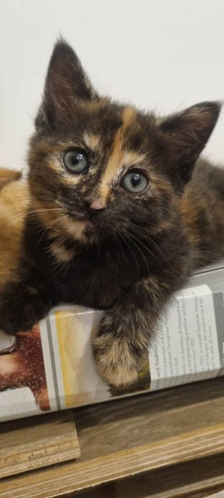 Adorable Tabby Kittens
