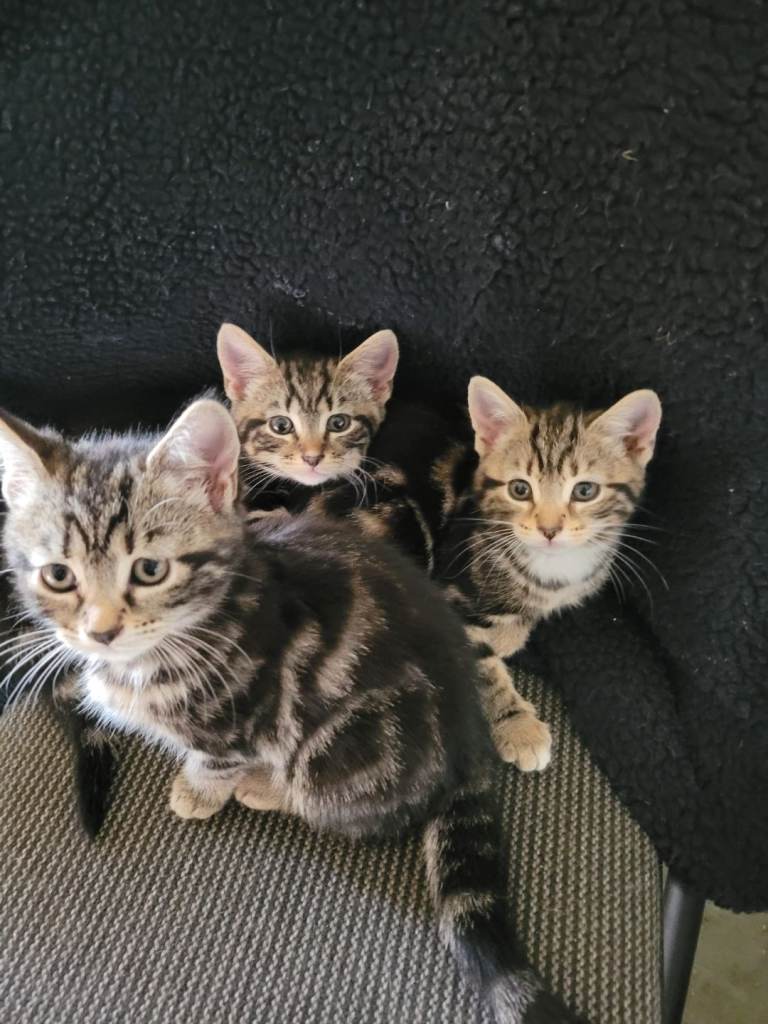 Tabby persian kittens 