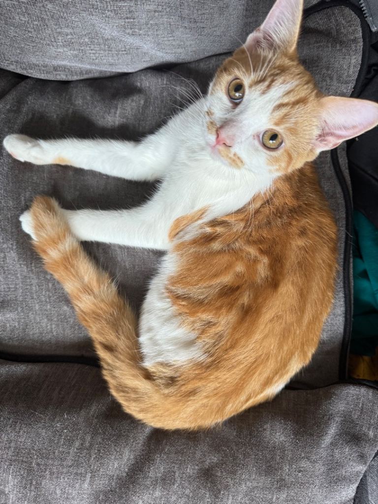 3 Beautiful 6 month old cats looking for their forever Homes