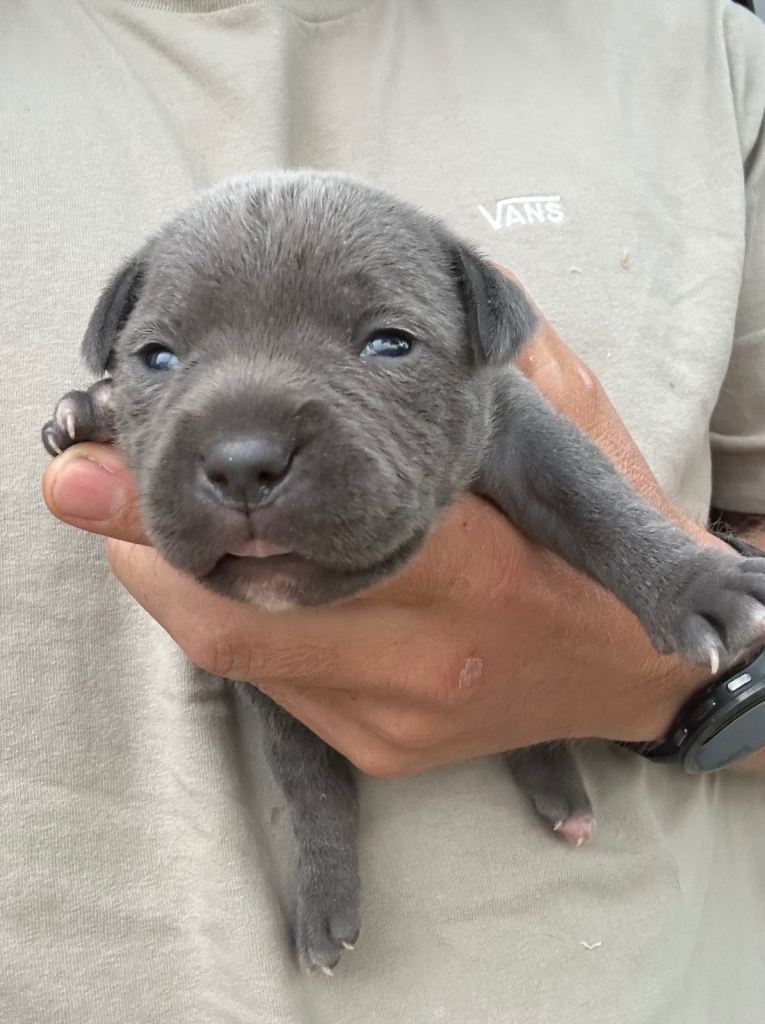 Blue Staffordshire bull terrier 