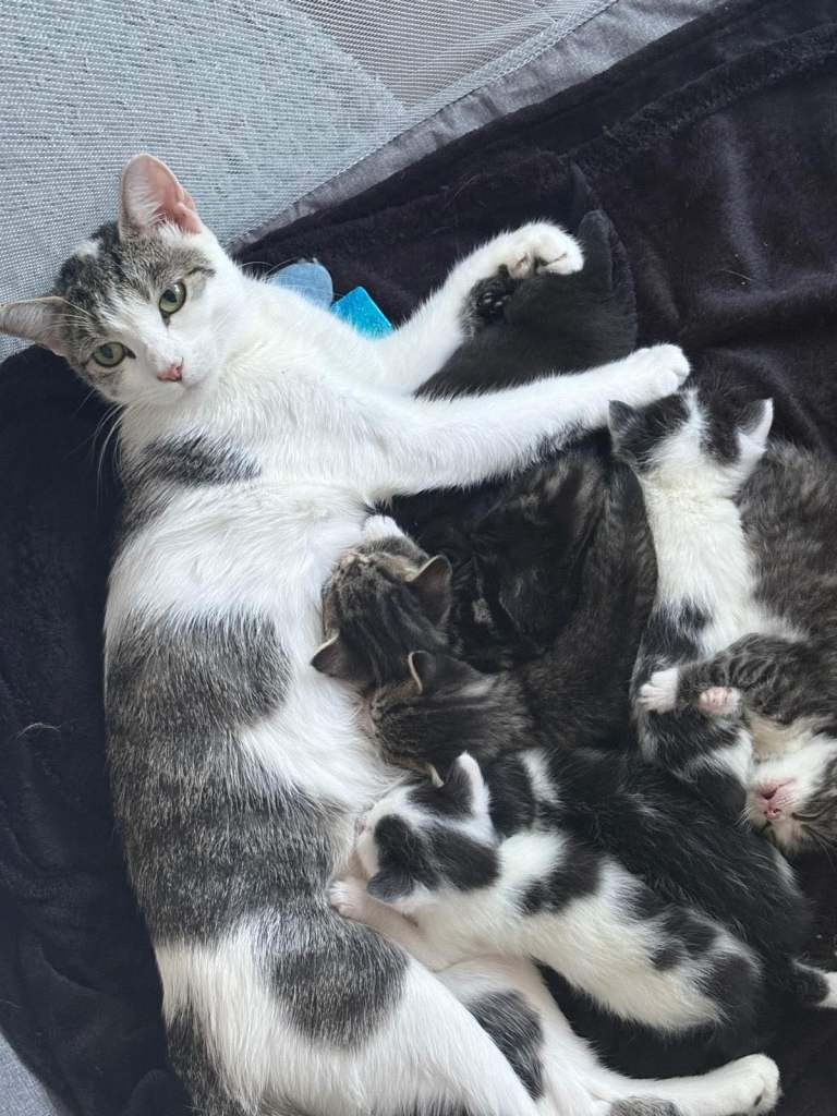 Adorable Kittens Looking for Their Forever Homes