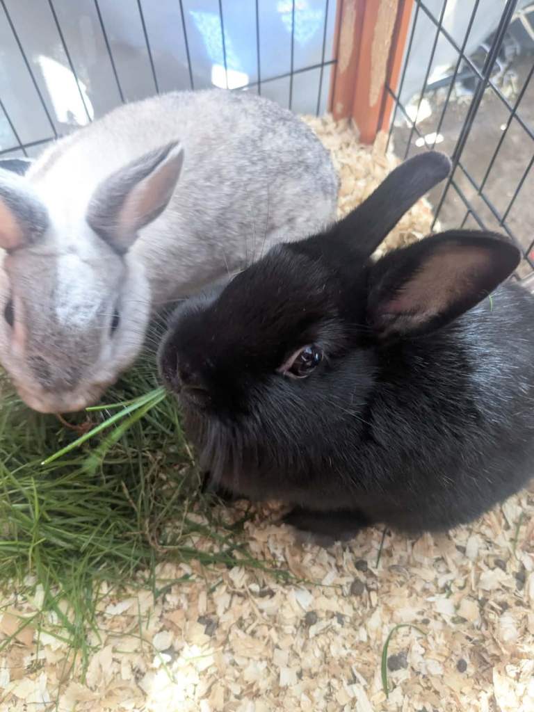 Netherland Dwarf Bunnies 