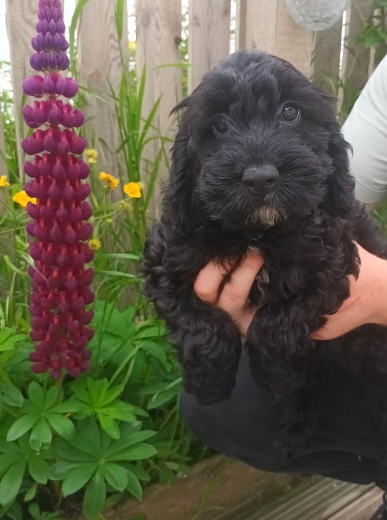 F1 cockapoo puppies for sale 