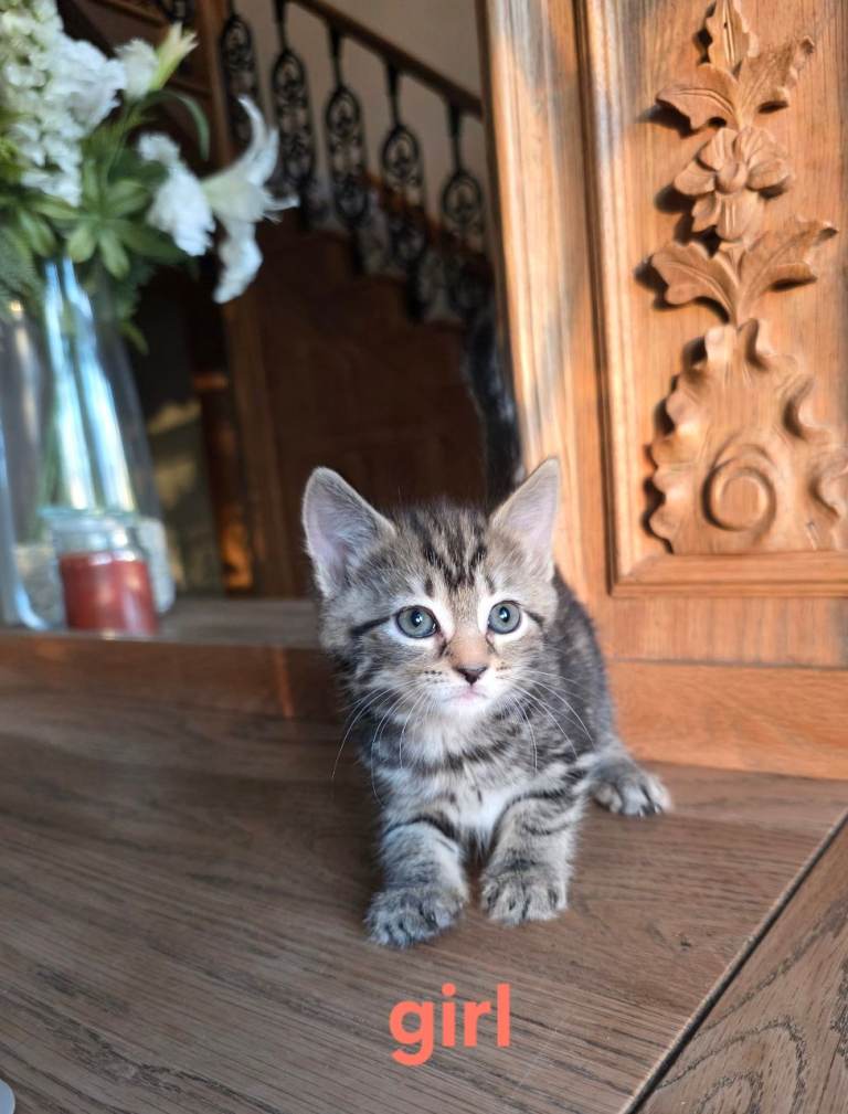 8 kittens