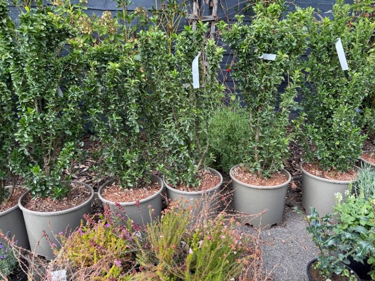 Large range of topiary trees and shrubs