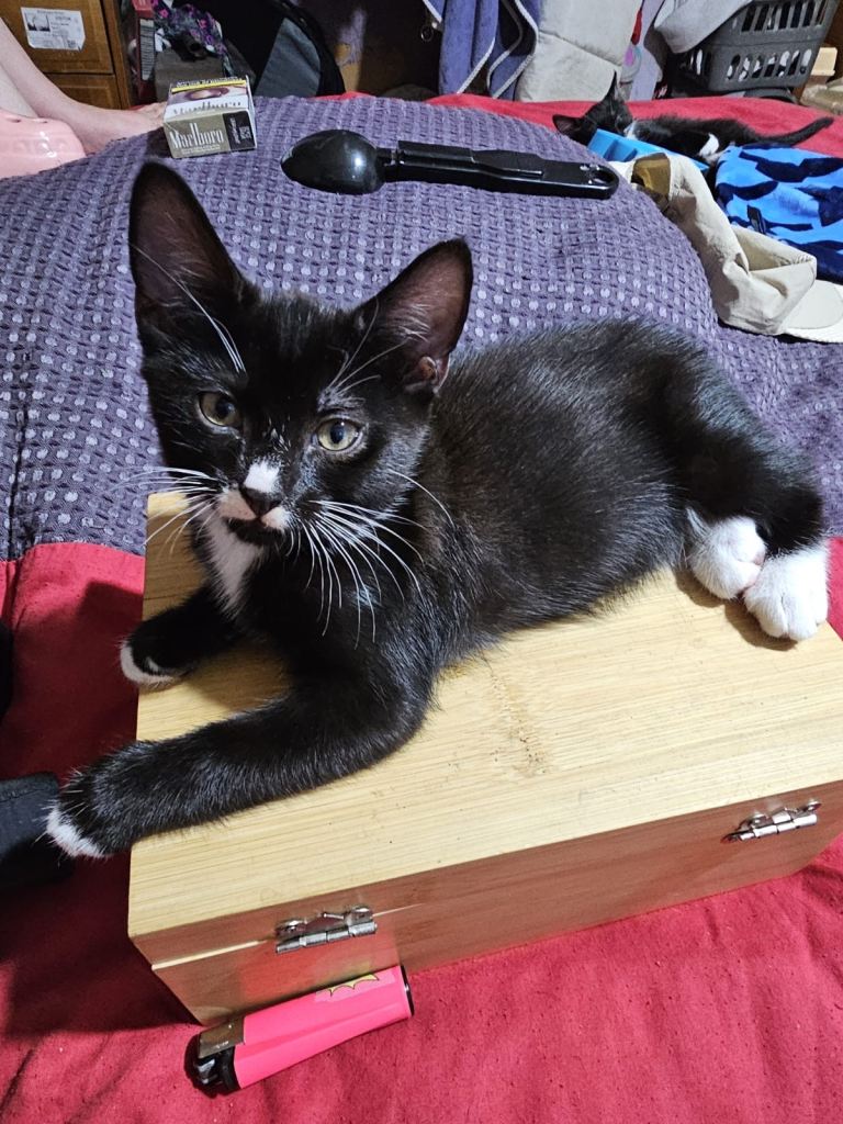 Black and white kittens