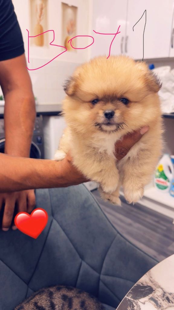 Puppy 