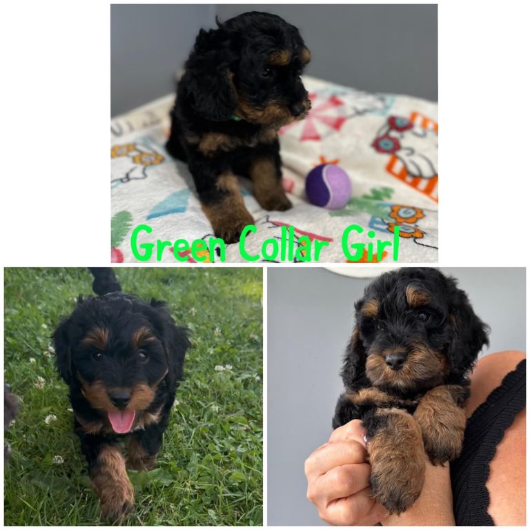 READY NOW F1 cockapoo puppies