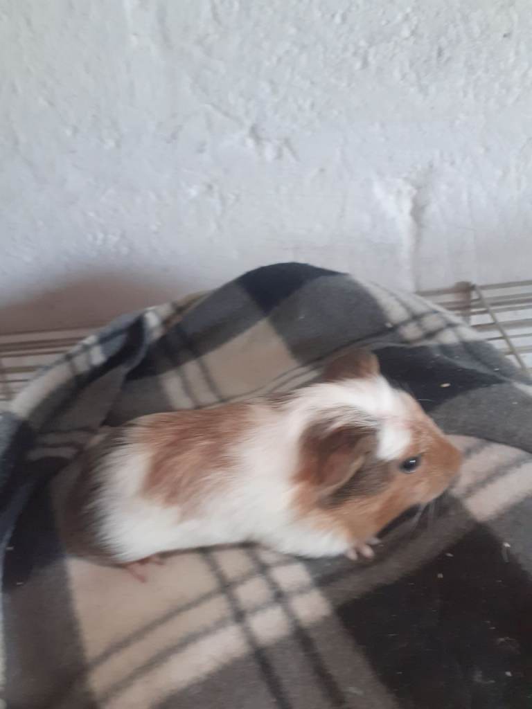 Guinea pigs