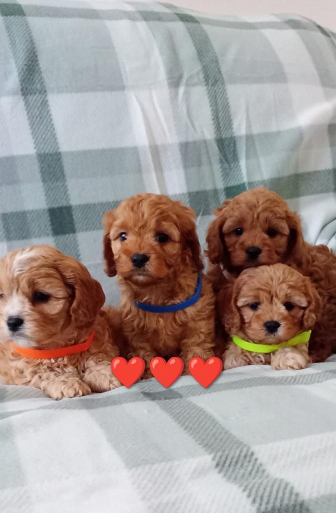 Beautiful cavapoo pups 