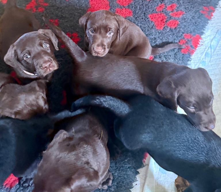 Beautiful Pedigree Labrador pups