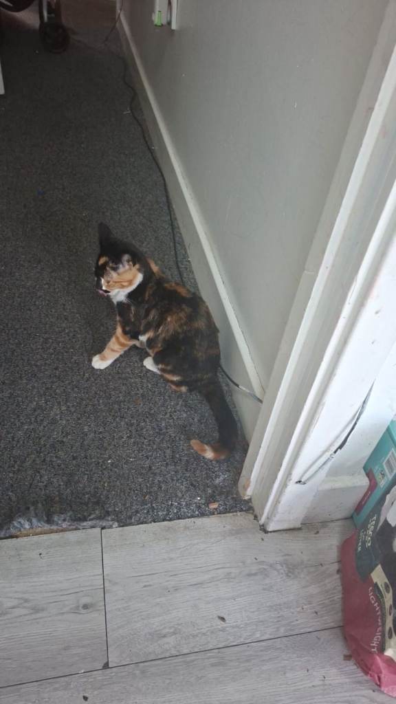 Beautiful multicoloured mixed breed 