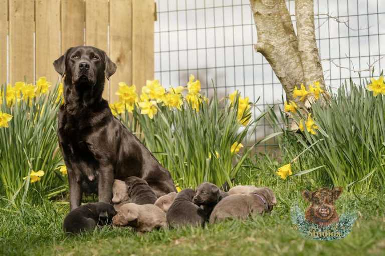 KC registered silver and charcoal Labradors