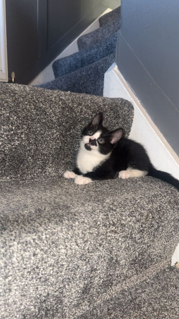 Beautiful kittens looking for their forever home