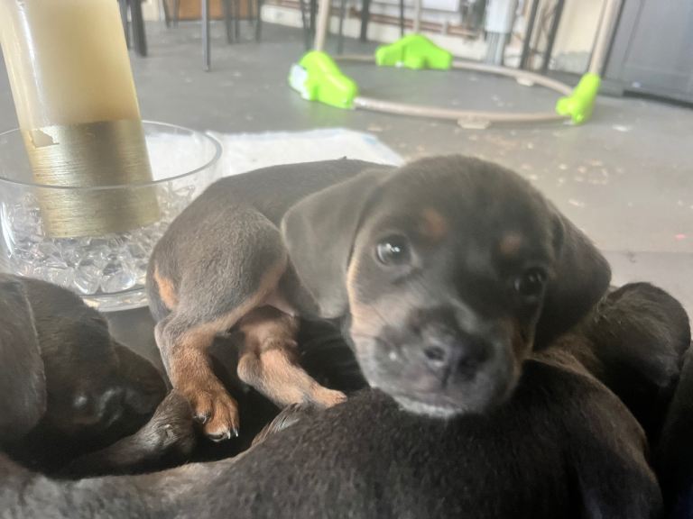 French Bulldog X Dachshund puppies 