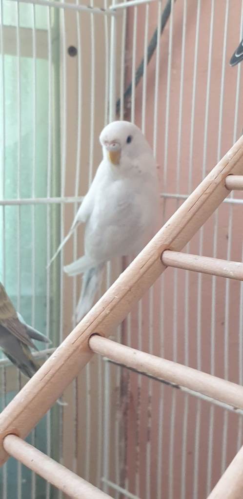 Baby budgies for sale 