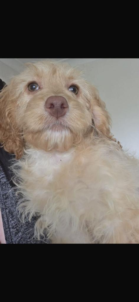 Beautiful poodle mix pups 