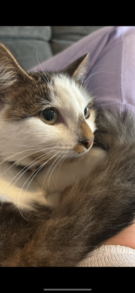 Domestic log hair cat