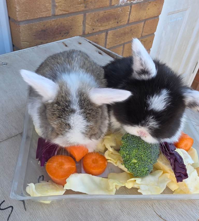 Mini lop bunnies 