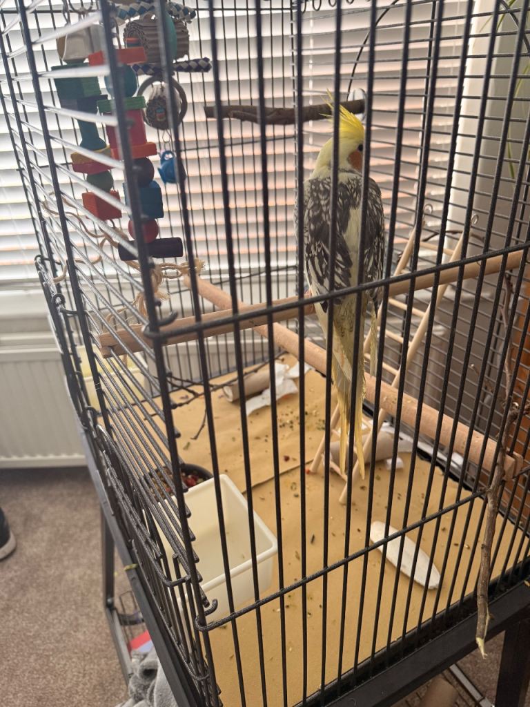 Cockatiel and full set up 