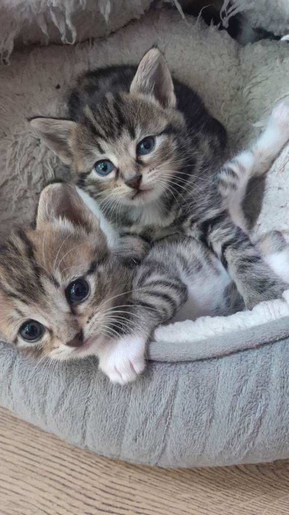 Cat for sale 